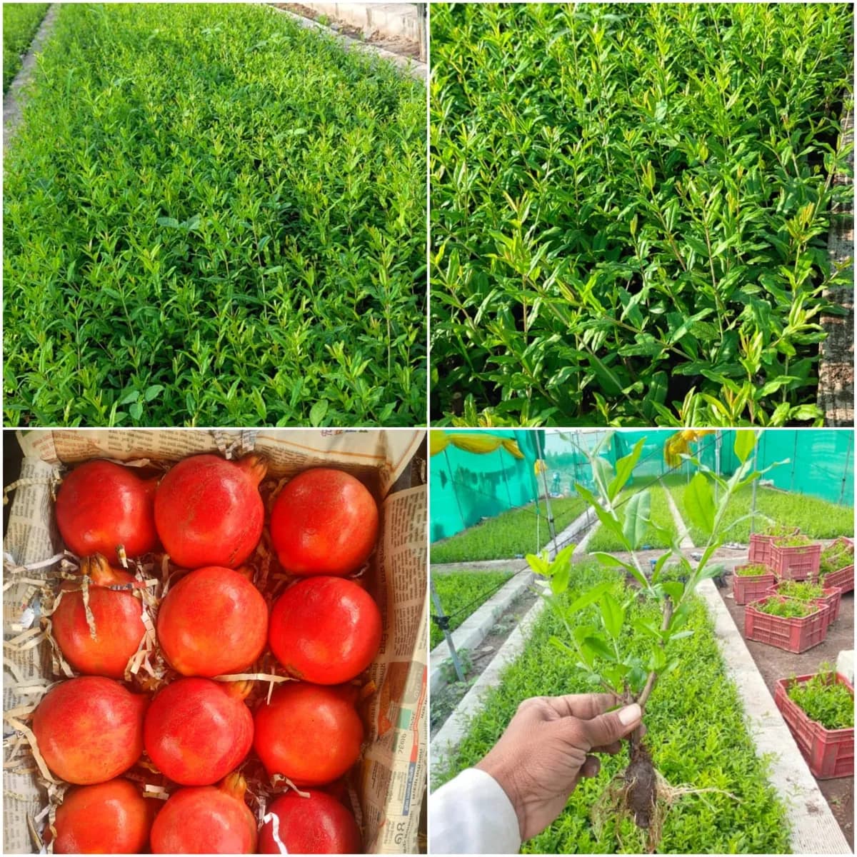 संत सावता माळी डाळिंब नर्सरी