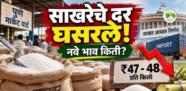 साखरेचे दर सलग दुसऱ्या आठवड्यात घसरले; केंद्राच्या आयात निर्णयाचा परिणाम, जाणून घ्या नवे दर