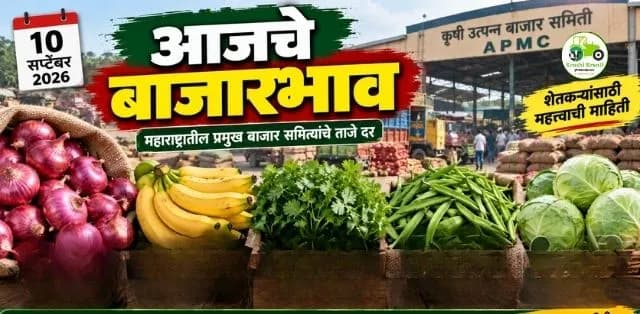 आजचे बाजारभाव १० सप्टेंबर २०२६: कांद्याला ६ हजारांपर्यंत भाव; गवारीचा कमाल दर ८ हजार रुपये