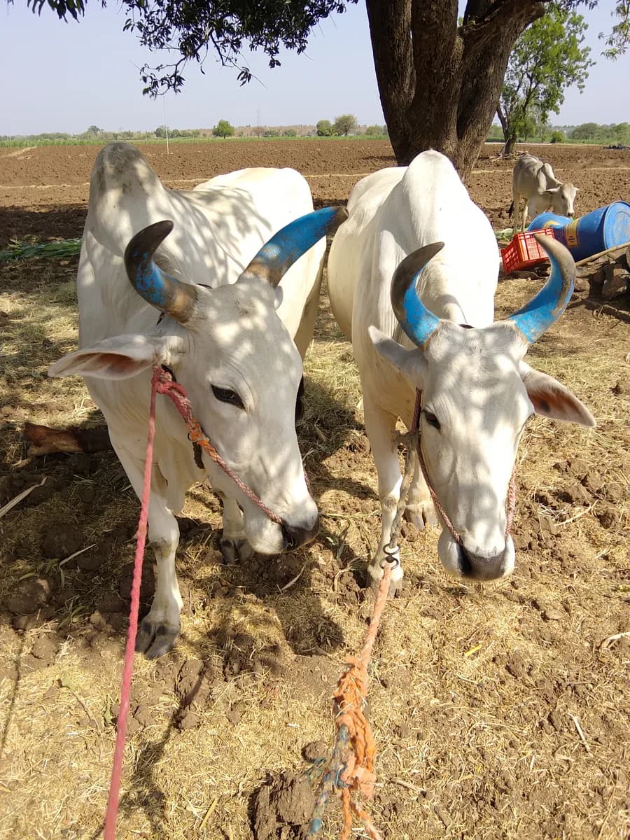बैलजोडी विक्रीसाठी उपलब्ध!