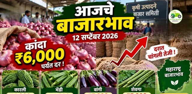 आजचे बाजारभाव १२ सप्टेंबर २०२६: कांद्याला ६ हजारांचा भाव; कारली, भेडी आणि वांग्याचेही दर जाणून घ्या