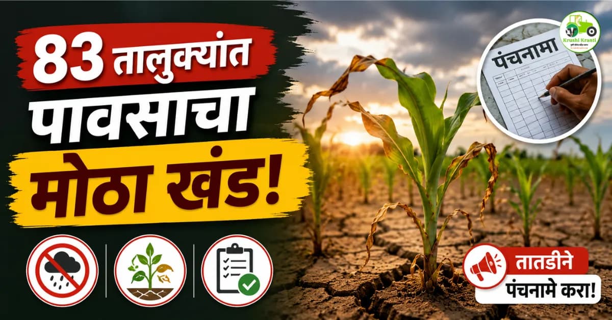 राज्यात 83 तालुक्यांत पावसाचा मोठा खंड; पिके शेतात असतानाच पंचनामे करण्याची मागणी
