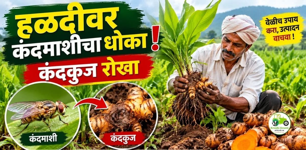 हळद पिकावर कंदमाशीचा वाढता प्रादुर्भाव; कंदकुज रोखण्यासाठी वेळीच करा व्यवस्थापन