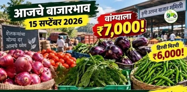 आजचे बाजारभाव १५ सप्टेंबर २०२६: वांग्याला ७ हजारांचा कमाल दर; हिरवी मिरची ६ हजारांवर