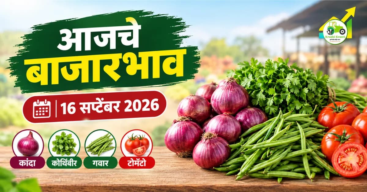 १६ सप्टेंबर २०२६ बाजारभाव: कांदा, कोथिंबीर, गवार, टोमॅटोचे दर