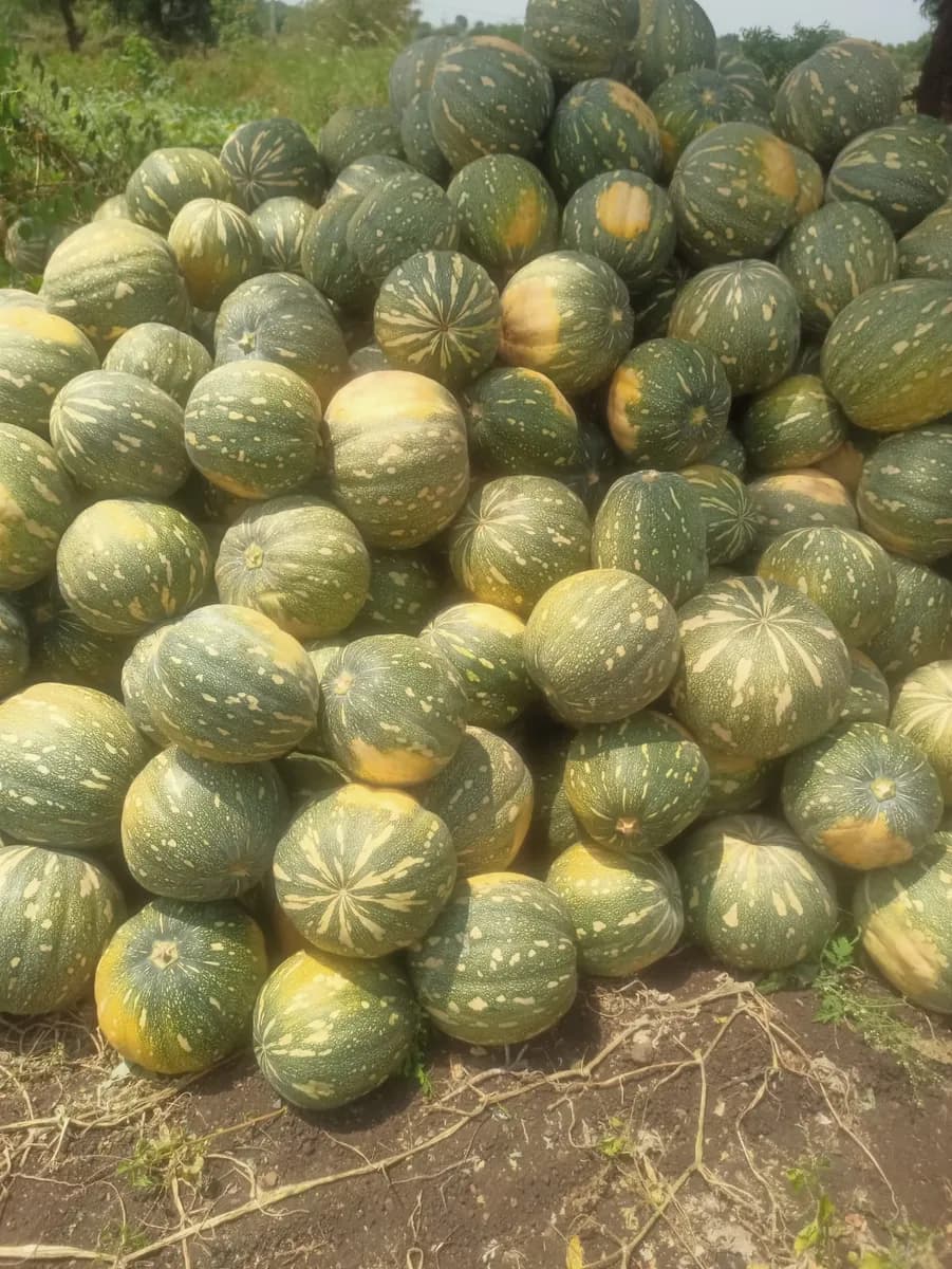 डांगर भोपळा विक्रीसाठी उपलब्ध