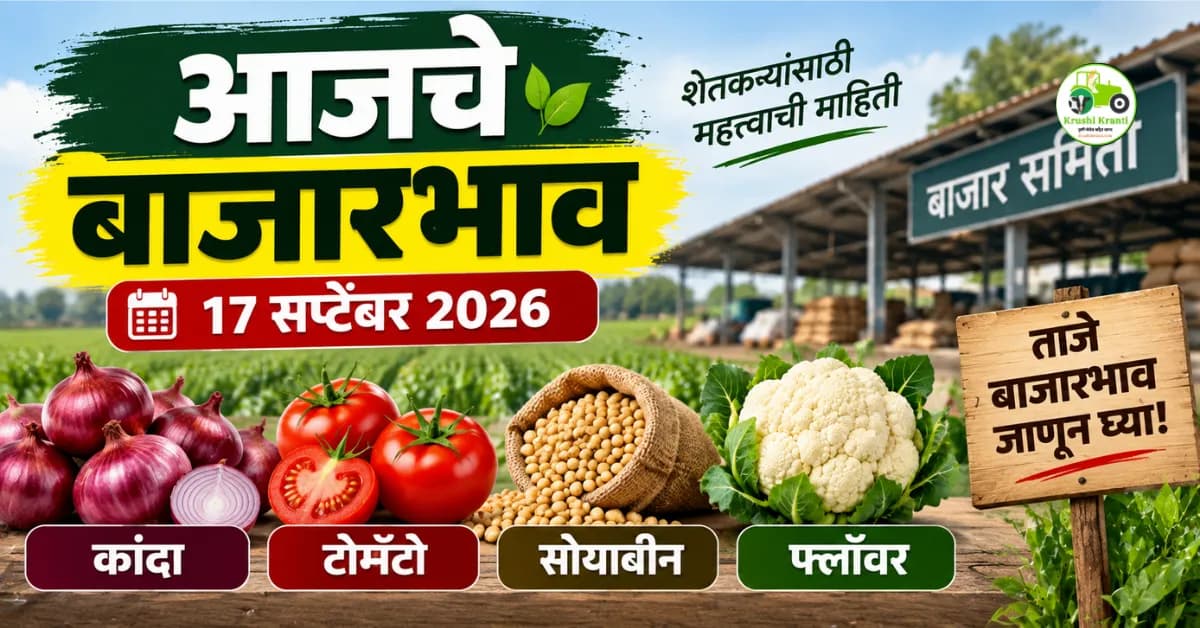 आजचे बाजारभाव १७ सप्टेंबर २०२६ : कांदा, टोमॅटो, सोयाबीनचे दर