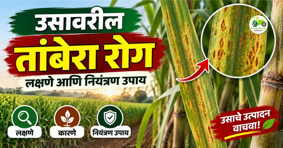 उसावरील तांबेरा रोग: लक्षणे आणि नियंत्रणाचे उपाय
