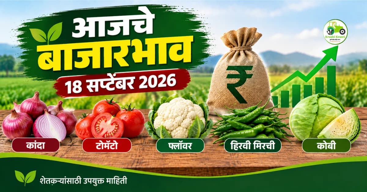 आजचे बाजारभाव १८ सप्टेंबर २०२६ : कांदा, टोमॅटो, मिरचीचे दर