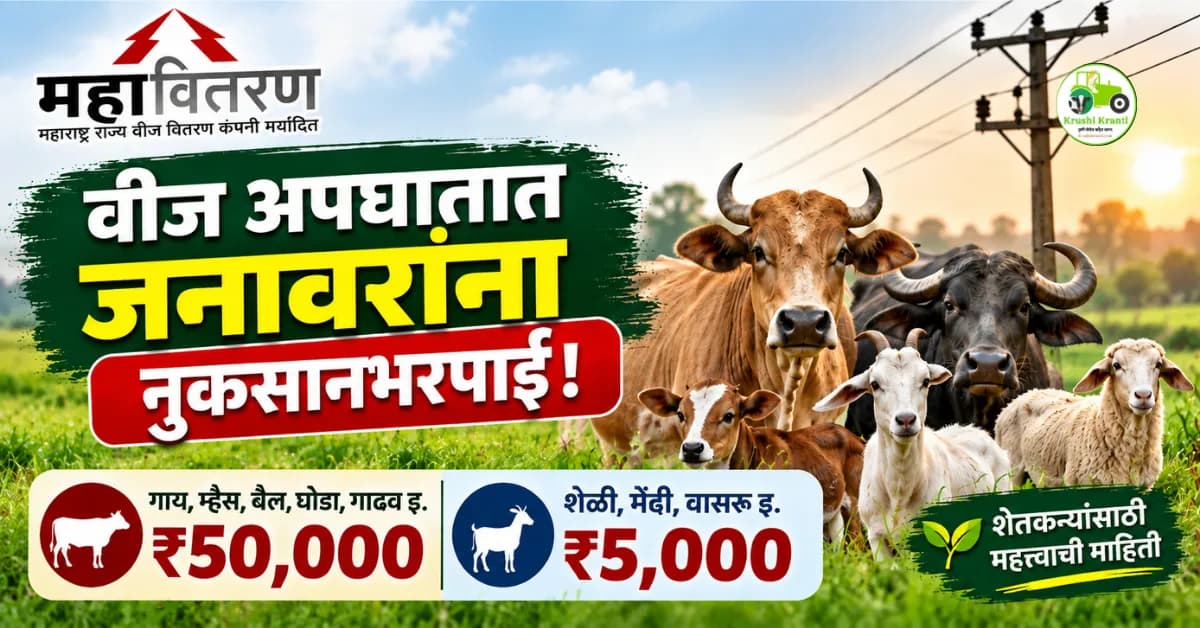 महावितरणचा मोठा निर्णय! जनावरांच्या विद्युत अपघातासाठी ₹50 हजार नुकसानभरपाई