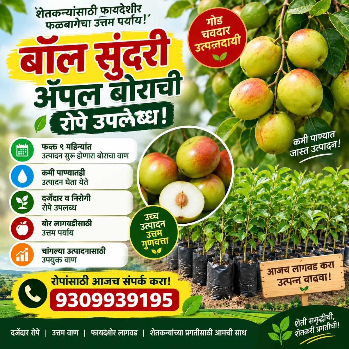 बॉल सुंदरी अँपल बोराची रोपे उपलब्ध!