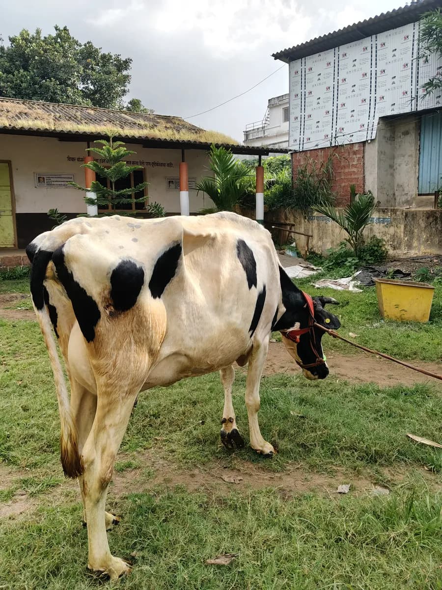HF जातीची उच्च दुग्धक्षमतेची गाय विक्रीसाठी