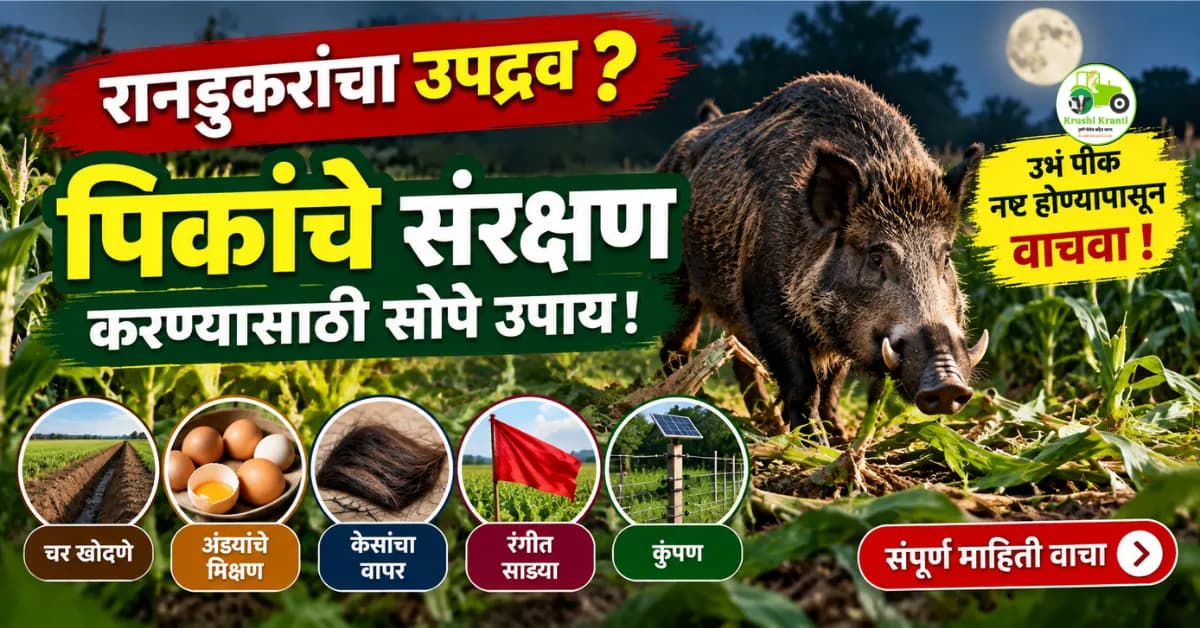 रानडुकरांपासून पिकांचे संरक्षण कसे कराल? जाणून घ्या सोपे उपाय