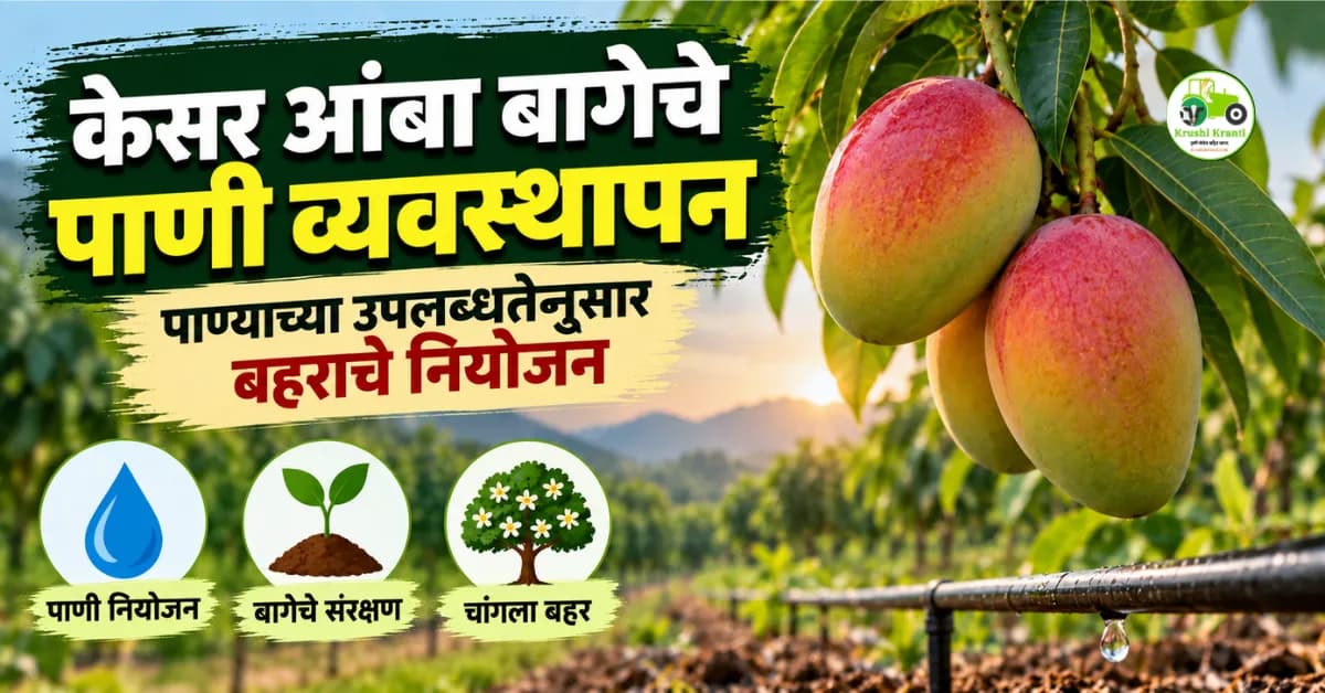अतिघन केसर आंबा बागेचे पाणी व्यवस्थापन; पाण्याच्या उपलब्धतेनुसार बहराचे नियोजन