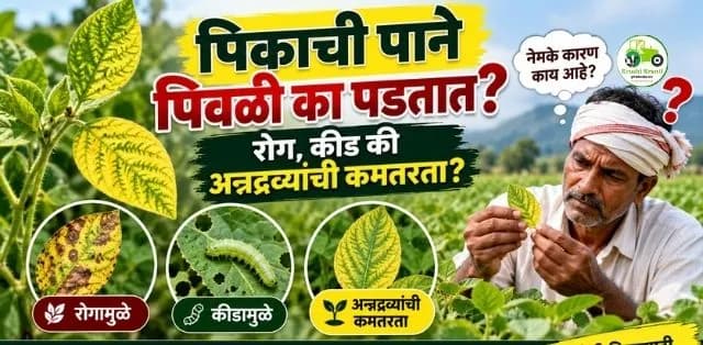 पिकाची लक्षणे पाहून रोग की अन्नद्रव्यांची कमतरता कशी ओळखावी?