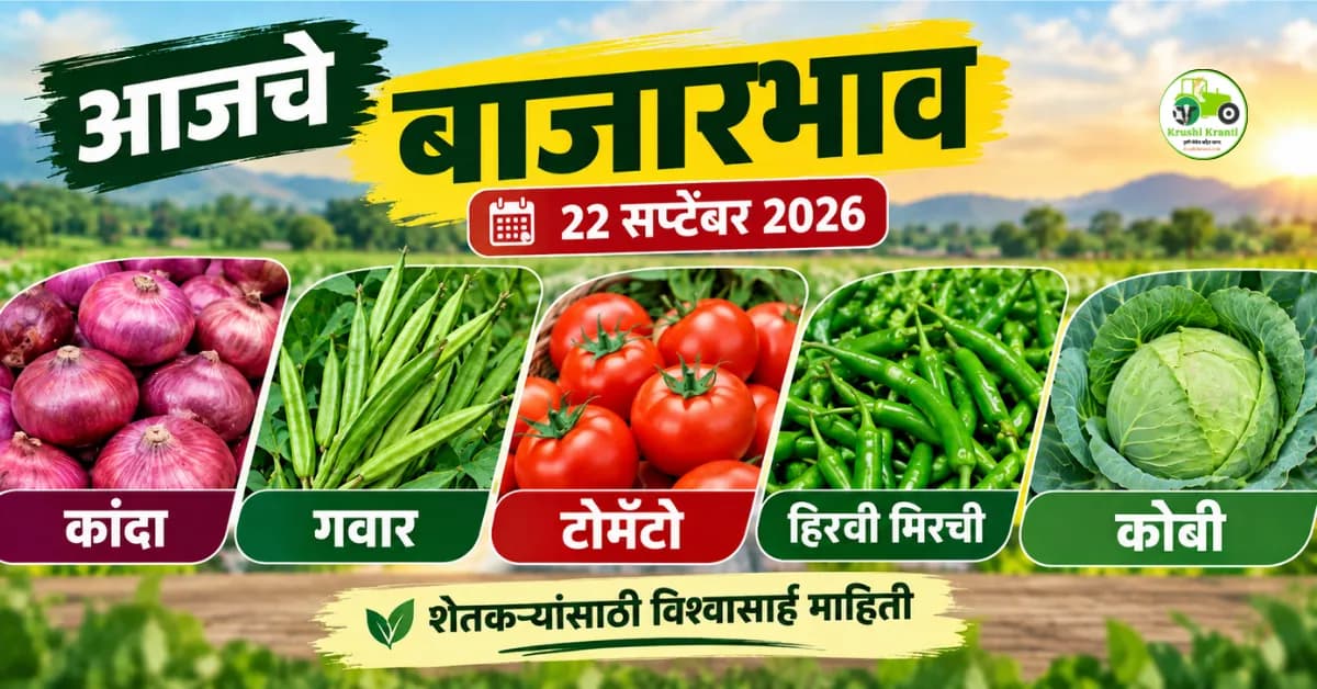 २२ सप्टेंबर २०२६ कांदा बाजारभाव | गवार, टोमॅटो, मिरची, कोबीचे आजचे दर
