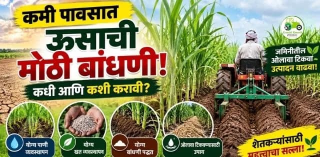 कमी पावसात उसाची मोठी बांधणी कशी करावी? जमिनीतील ओलावा टिकवण्यासाठी महत्त्वाच्या टिप्स
