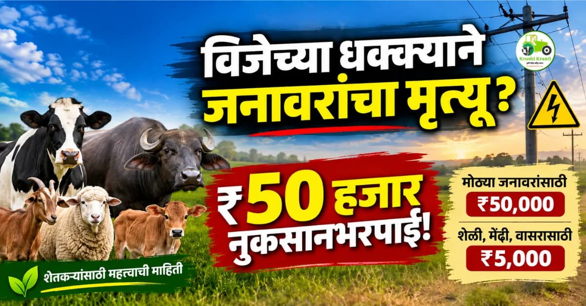 विजेच्या धक्क्याने जनावरांचा मृत्यू झाल्यास ₹50 हजार नुकसानभरपाई; महावितरणचा मोठा निर्णय