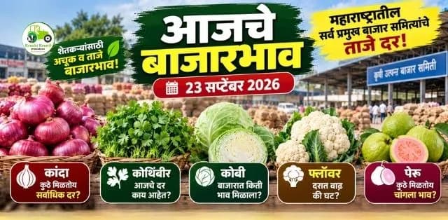 महाराष्ट्र बाजारभाव 23 सप्टेंबर 2026: कांदा, कोथिंबीर, कोबी, फ्लॉवर आणि पेरूचे आजचे दर