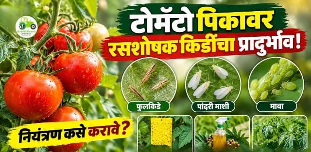 टोमॅटो पिकातील रसशोषक किडींचे नियंत्रण कसे करावे?