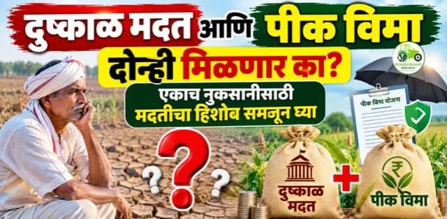 दुष्काळ मदत आणि पीक विमा : एकाच नुकसानीसाठी दोन्ही लाभ मिळणार का? जाणून घ्या मदतीचा हिशोब