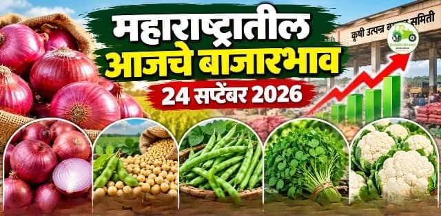 महाराष्ट्र बाजारभाव २४ सप्टेंबर २०२६: कांदा, घेवडा, मेथी, सोयाबीन आणि फ्लॉवरचे आजचे दर