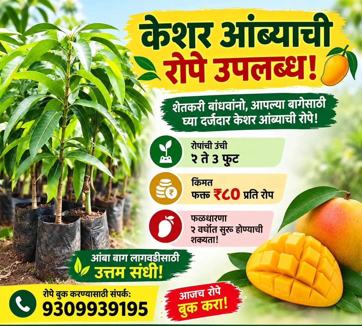 तैवान पिंक पेरूची रोपे उपलब्ध!