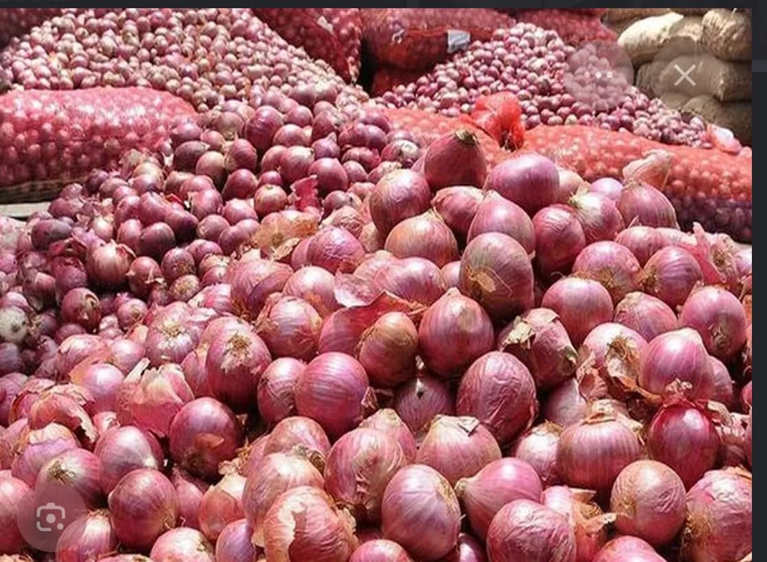 गरबी कांदा बियाणे विक्रीस उपलब्ध!