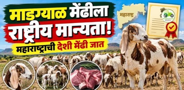 माडग्याळ मेंढीला राष्ट्रीय मान्यता; महाराष्ट्राच्या देशी मेंढी जातीचे वाढणार महत्त्व