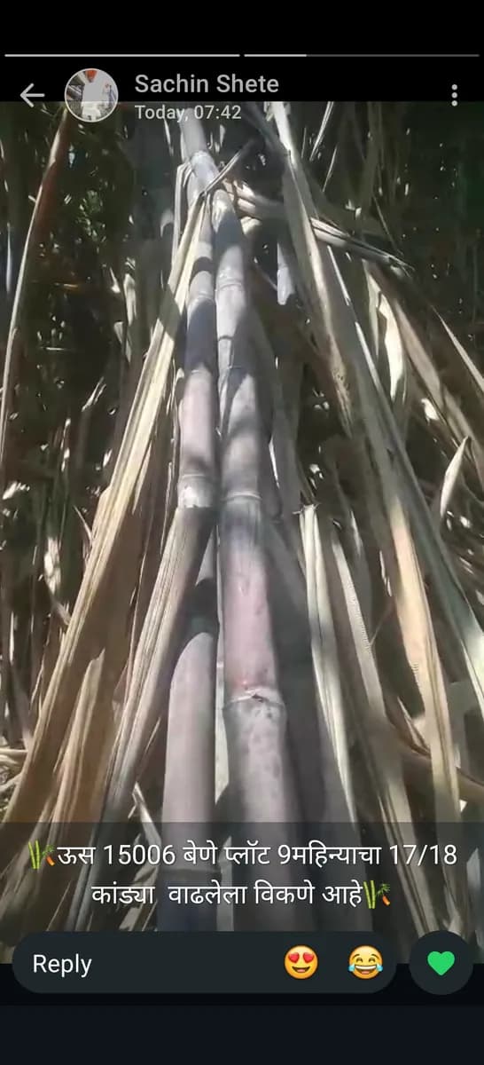 ऊस बेणे 15006 विक्रीसाठी उपलब्ध!
