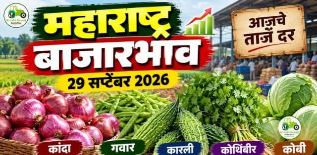 महाराष्ट्रातील बाजारभाव 29 सप्टेंबर 2026: कांदा, गवार, कारली, कोथिंबीर आणि कोबीचे आजचे दर