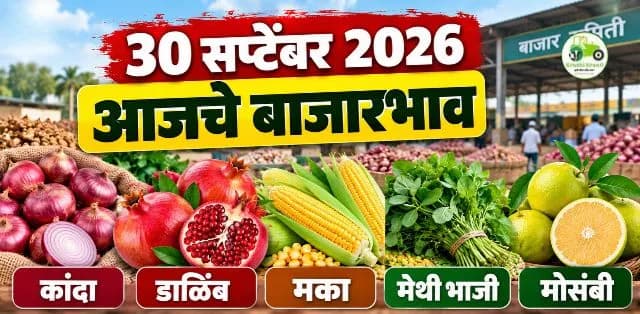३० सप्टेंबर २०२६: कांदा, डाळिंब, मका, मेथी आणि मोसंबीचे बाजारभाव