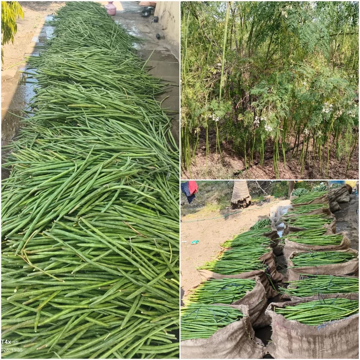 ODC-3 शेवगा बियाणे | कमी पाण्यात शेवगा लागवड
