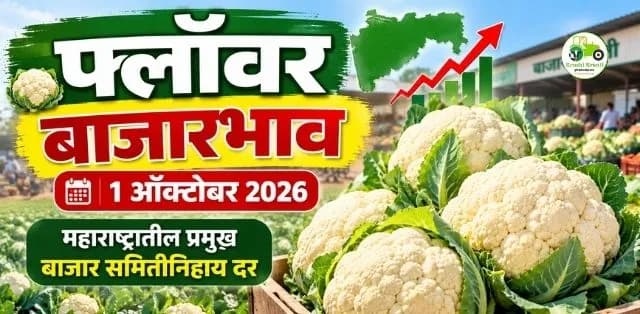 कोणत्या बाजारात मिळतोय सर्वाधिक दर? जाणून घ्या आजचे दर