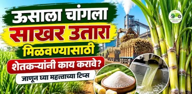 ऊसाला चांगला साखर उतारा मिळवण्यासाठी शेतकऱ्यांनी कोणत्या गोष्टी टाळाव्यात?