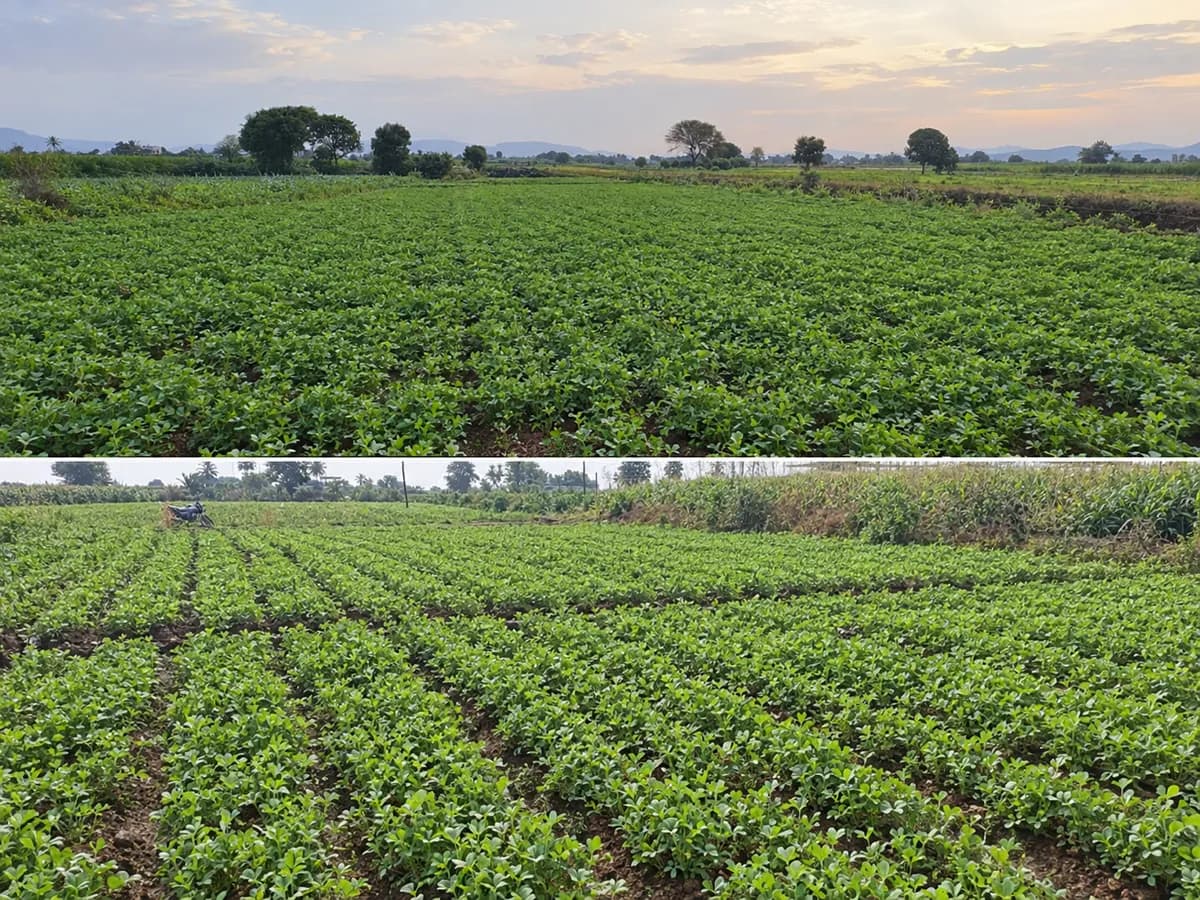 सुवर्ण कसुरी गादड ऑरगॅनिक मेथी विक्रीसाठी