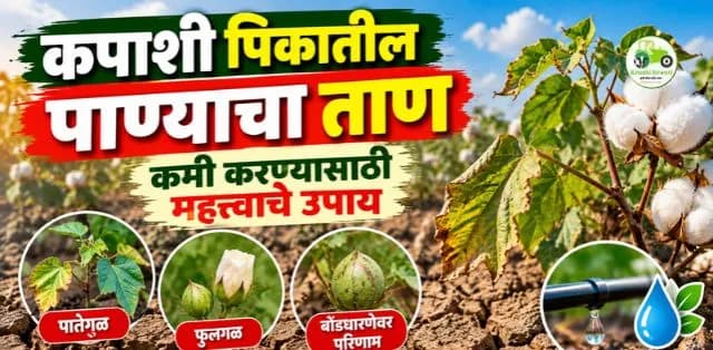 कपाशी पिकातील पाण्याचा ताण कसा कमी करावा? जाणून घ्या महत्त्वाच्या उपाययोजना