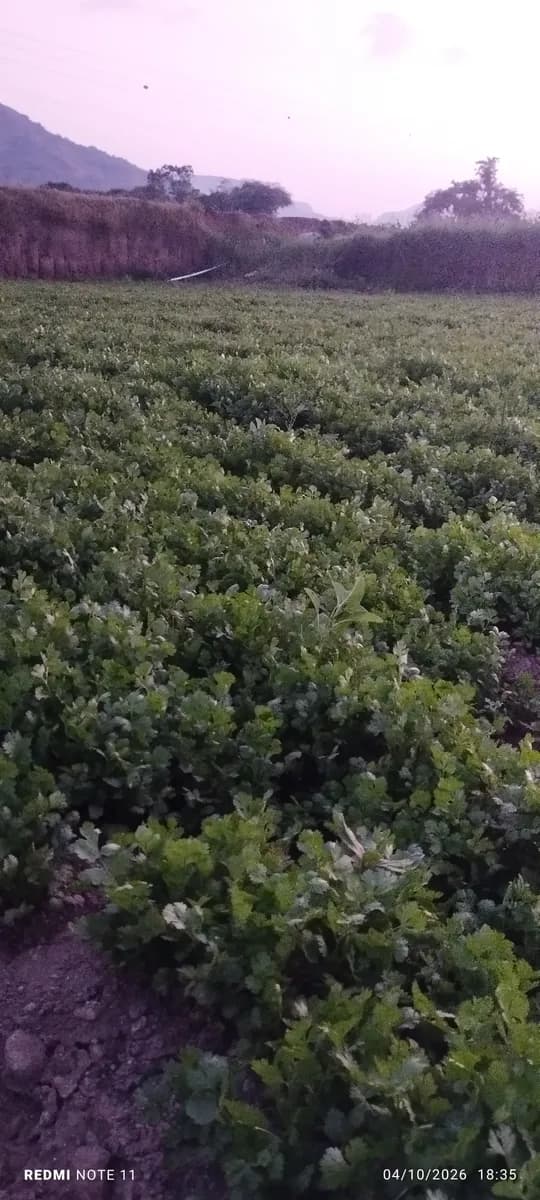 ताजी कोथिंबीर विक्रीसाठी उपलब्ध