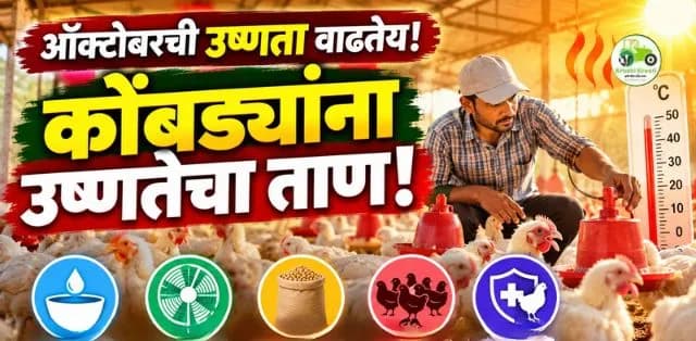 वाढत्या उष्णतेमध्ये कोंबड्यांची काळजी कशी घ्यावी? उष्णतेचा ताण टाळण्यासाठी महत्त्वाचे व्यवस्थापन