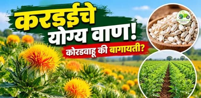 करडई पिकासाठी योग्य वाण कोणते? कोरडवाहू आणि बागायती क्षेत्रासाठी महत्त्वाची माहिती