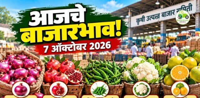 कांदा, डाळिंब, फ्लॉवर, हिरवी मिरची आणि मोसंबीचे दर; कांद्याला ₹५,७११ तर डाळिंबाला ₹५०,१०० कमाल भाव