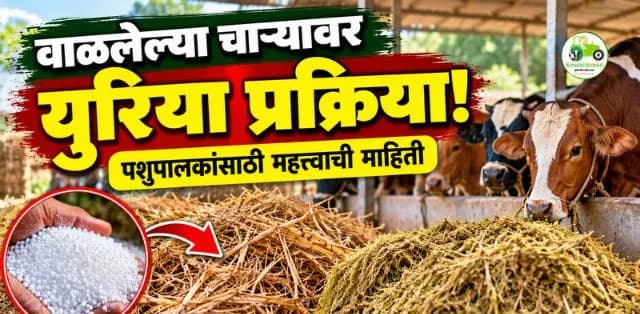 वाळलेल्या चाऱ्याला युरियाची प्रक्रिया; जनावरांसाठी चाऱ्याची पौष्टिकता वाढवण्याचा पर्याय