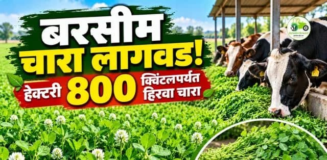 बरसीम चारा लागवड: हेक्टरी ६०० ते ८०० क्विंटल हिरवा चारा देणारे बहुकापणी पीक