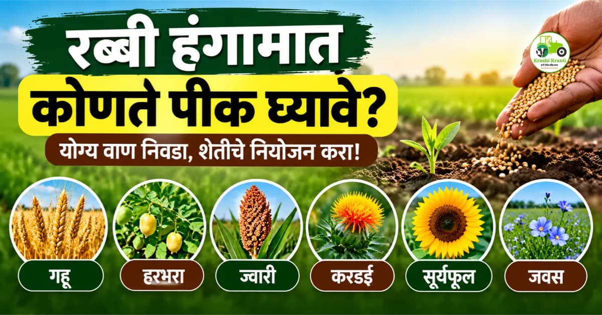 रब्बी हंगाम २०२६-२७: कमी पाण्यात अधिक उत्पादनासाठी योग्य पीक आणि वाण कसे निवडाल?