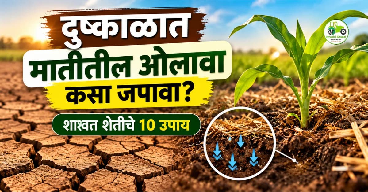 दुष्काळात मातीतील ओलावा कसा जपायचा? शाश्वत शेतीसाठी १० प्रभावी उपाय