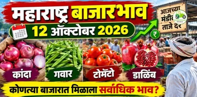 कांदा, गवार, टोमॅटो आणि डाळिंबाचे आजचे दर; कोणत्या बाजारात मिळाला सर्वाधिक भाव?