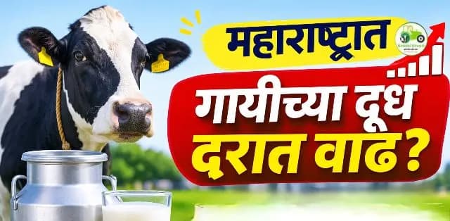 महाराष्ट्रात गायीच्या दूध खरेदी दरात वाढ? सहकारी आणि खासगी दूध संघांच्या निर्णयाचा शेतकऱ्यांना किती फायदा?
