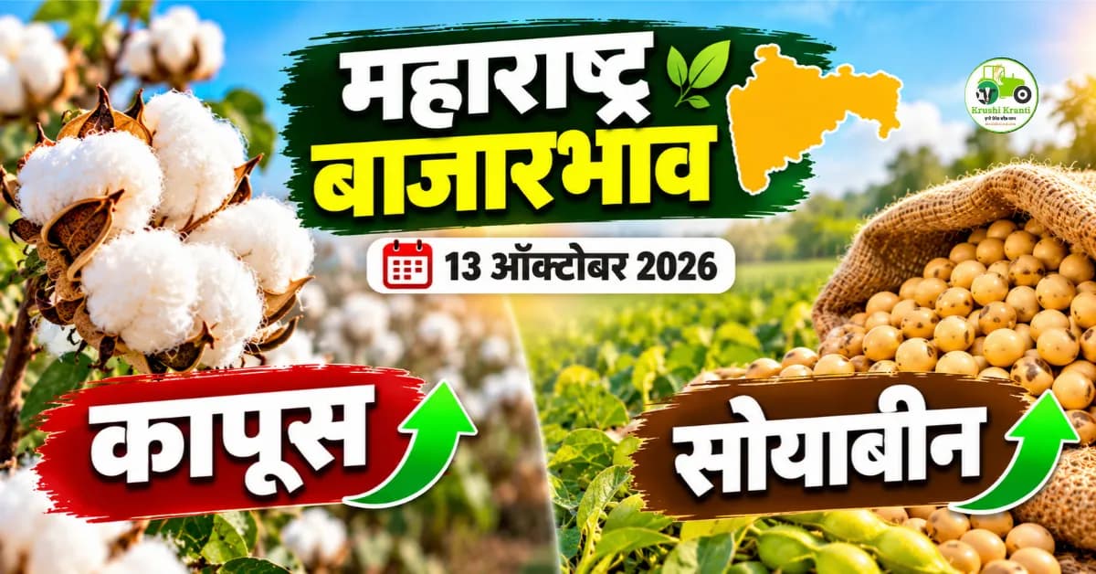 कापूस बाजारभाव १३ ऑक्टोबर २०२६: सोयाबीनचे बाजारभावही जाणून घ्या