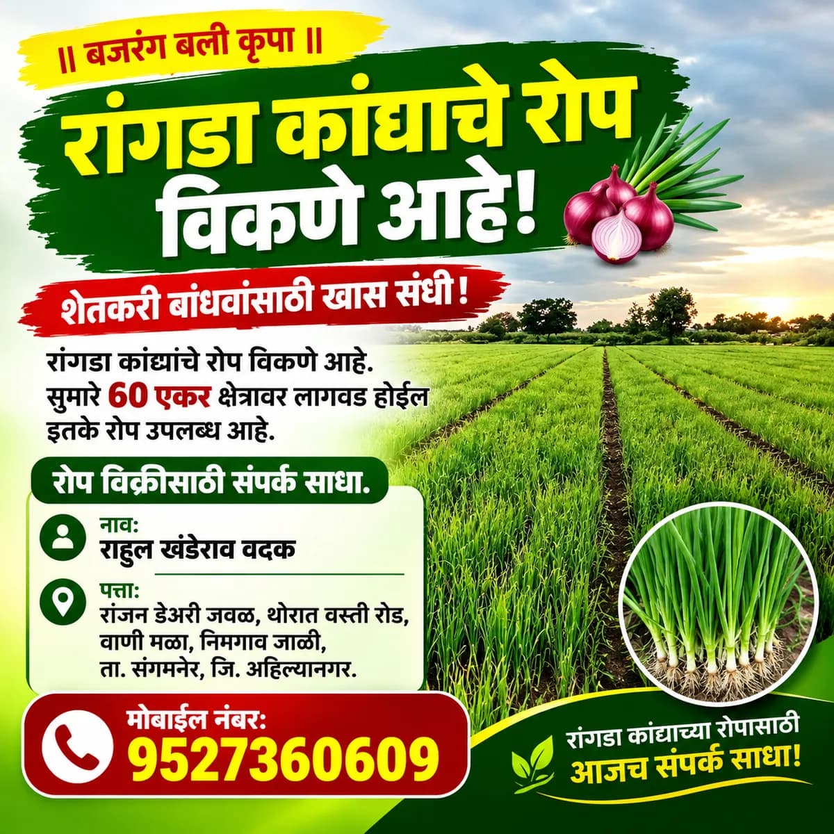 रांगडा कांद्याचे रोप विकणे आहे