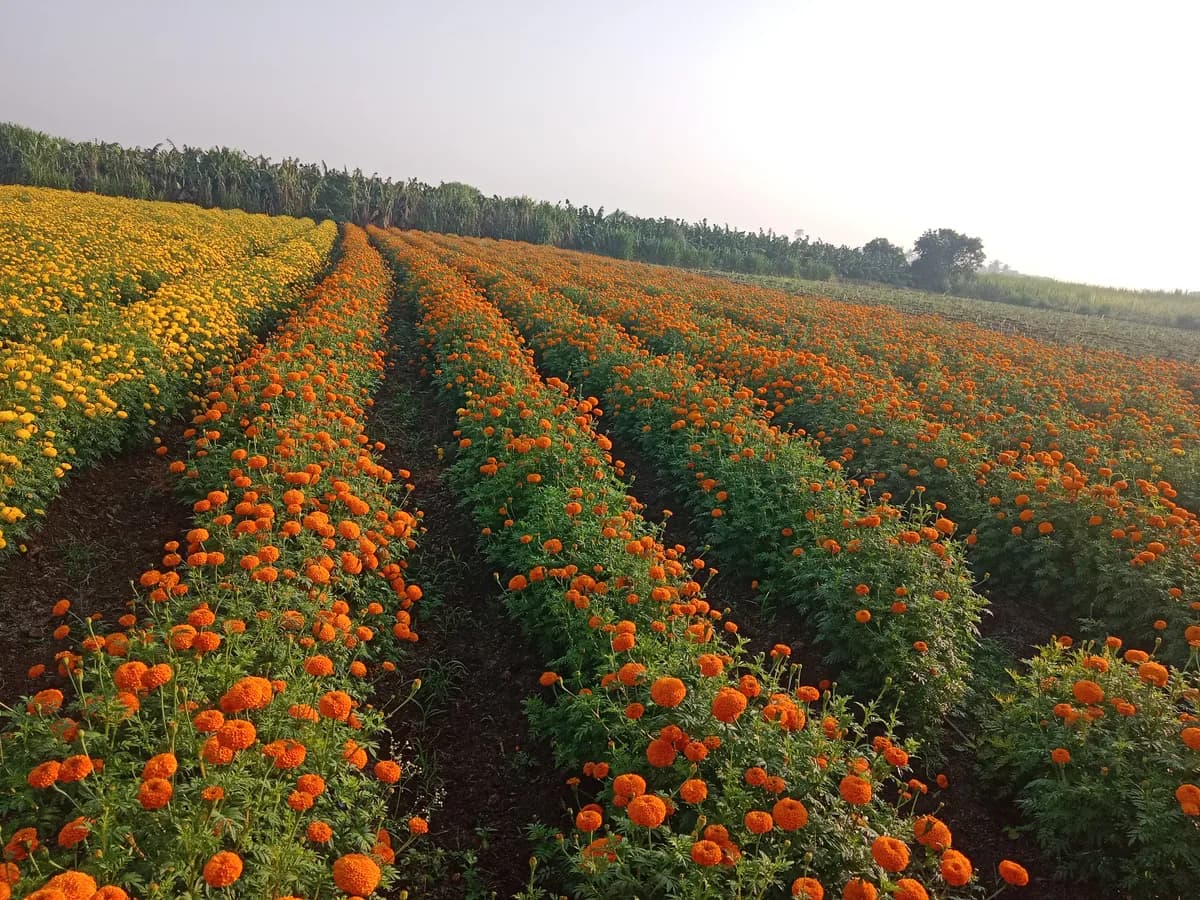 झेंडू फुले विक्रीसाठी उपलब्ध
